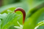 Slakken stoppen met het eten van planten in de tuin: Recept voor knoflookspray
